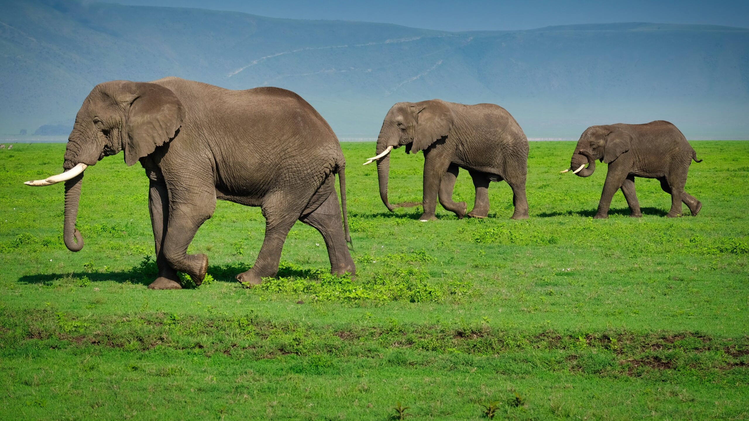 Ngorongoro Conservation Area