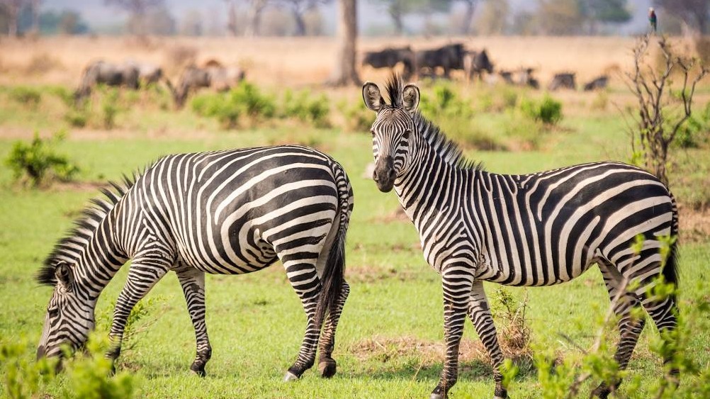 Hifadhi ya Taifa ya Serengeti